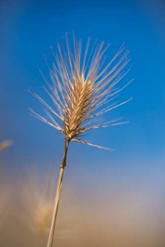 Close up of dry rye grass with blue sky - Australian Stock Image