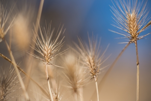 Close up of dry rye grass with blue sky - Australian Stock Image