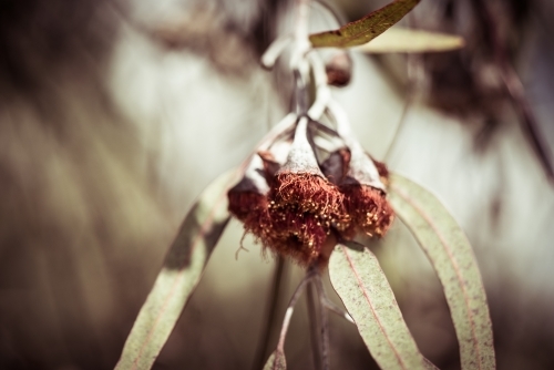 Close-up of eucalyptus gum nuts - Australian Stock Image