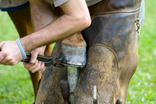 Close up of farrier removing a horseshoe - Australian Stock Image