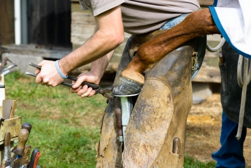 Close up of farrier removing a horseshoe - Australian Stock Image