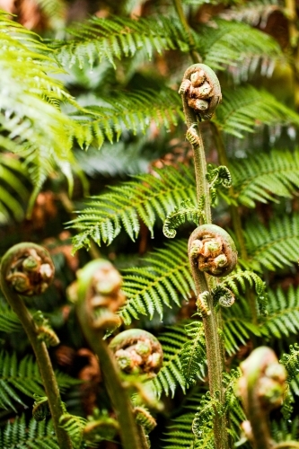 Close up of fern fronds and ferns in wet sclerophyll forest - Australian Stock Image