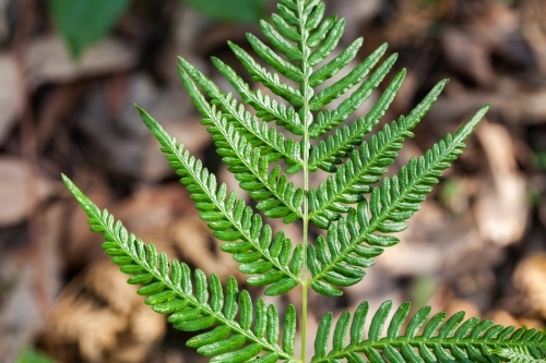 Close up of fern fronds in the forest - Australian Stock Image