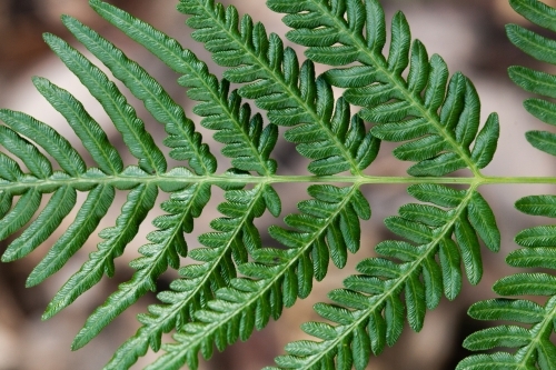 Close up of fern fronds in the forest - Australian Stock Image