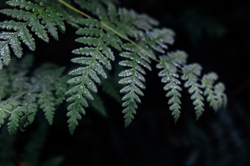 Close up of fern fronds in the rainforest - Australian Stock Image