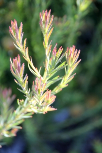 Close up of fine leucadendron leaves - Australian Stock Image