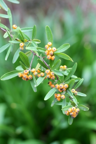 Close up of firethorn shrub - Australian Stock Image
