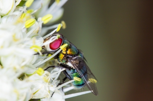 Close up of fly feeding on nectar - Australian Stock Image