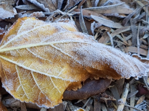 close up of frost on fallen leaves - Australian Stock Image