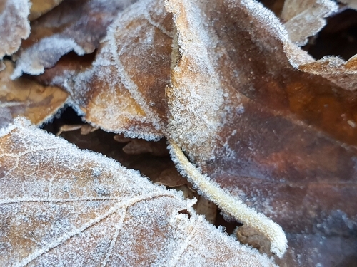 close up of frost on fallen leaves - Australian Stock Image