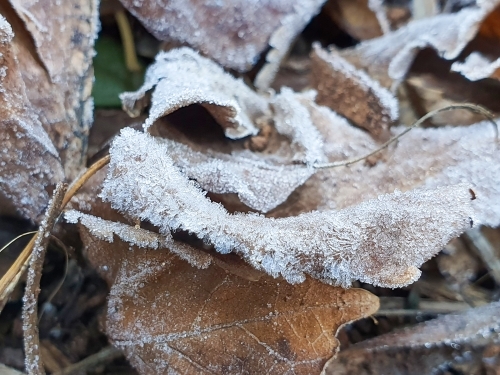 close up of frost on fallen leaves - Australian Stock Image