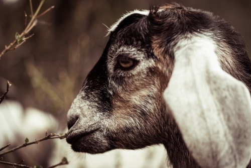 Close up of goat face - Australian Stock Image