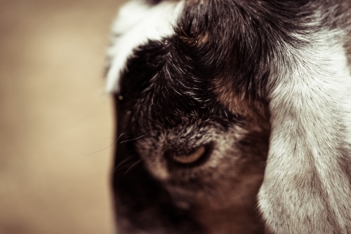 Close up of goat face - Australian Stock Image