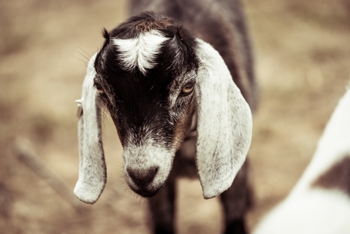 Close up of goat face