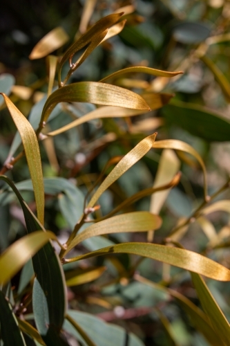 Close up of gold leaves - Australian Stock Image