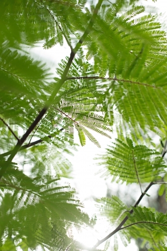 Close up of graphic fern leaves - Australian Stock Image