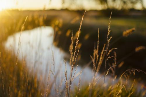 Close up of grass - Australian Stock Image