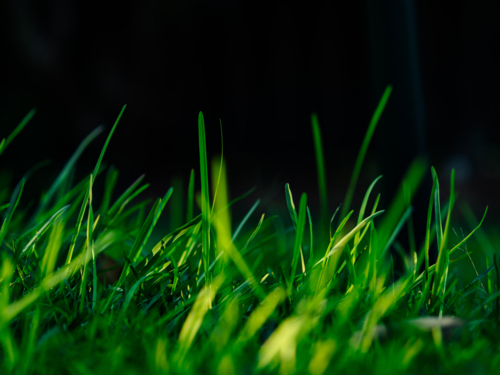 Close-up of green grass blades in the foreground against black - Australian Stock Image