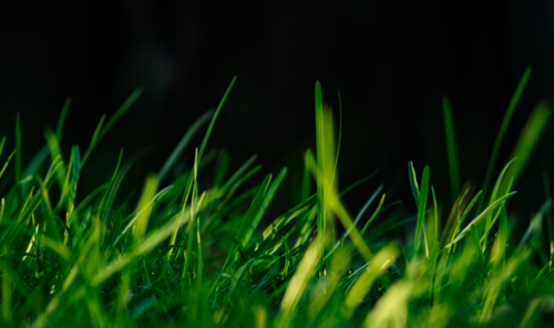 Close-up of green grass blades in the foreground against black - Australian Stock Image