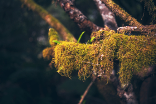 Close up of green moss on tree branch - Australian Stock Image