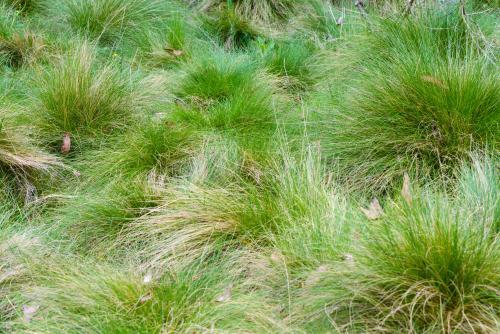 Close up of green subalpine tufts of grass