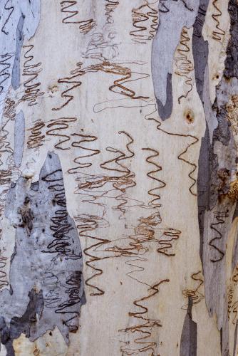 close up of grey and white gum tree trunk with scribbly insect trails - Australian Stock Image