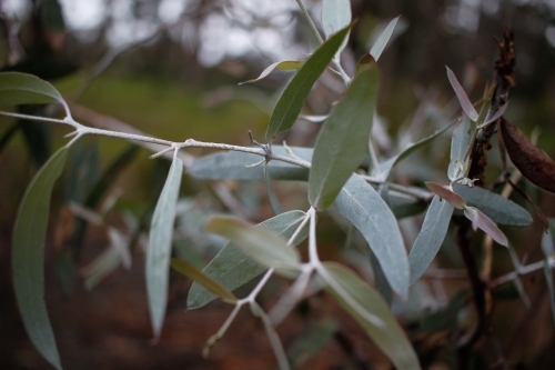 Close-up of gum leaves on an overcast day in mountain area - Australian Stock Image