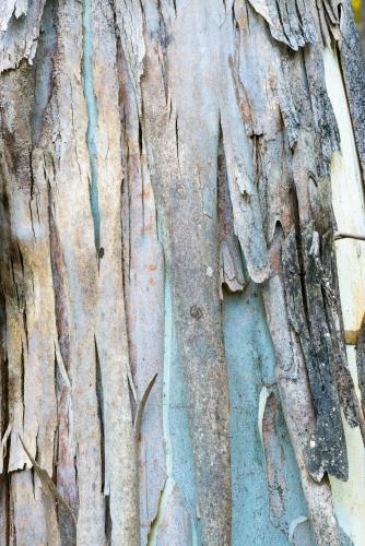 Close up of gum tree trunk with new blue growth and peeling bark - Australian Stock Image