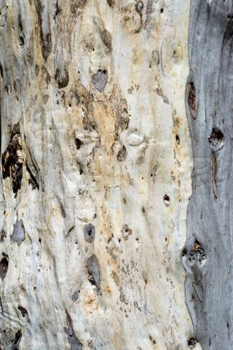 Close up of gum tree trunk with rough texture and grey and white colouring - Australian Stock Image