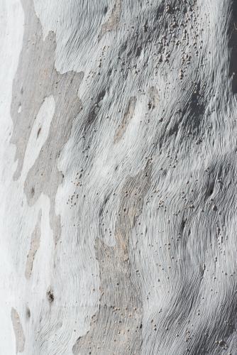 Close up of gum tree trunk with texture and grey and white colouring - Australian Stock Image