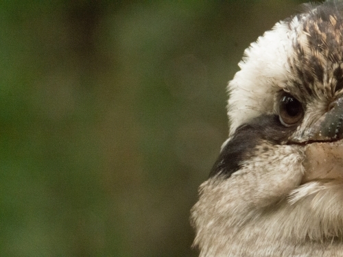 Close-up of half of a kookaburra head - Australian Stock Image