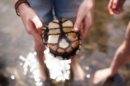 Close up of hands holding a turtle - Australian Stock Image