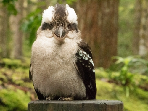 Close-up of kookaburra staring at camera - Australian Stock Image