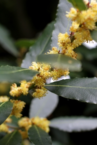 Close up of laurus nobilis tree in flower - Australian Stock Image