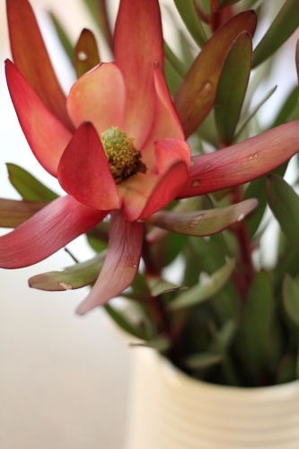 Close up of leucadendron flower in vase - Australian Stock Image