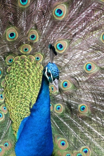 Close up of male peacock on display - Australian Stock Image