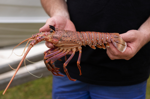 Close up of man holding a rock lobster side on - Australian Stock Image