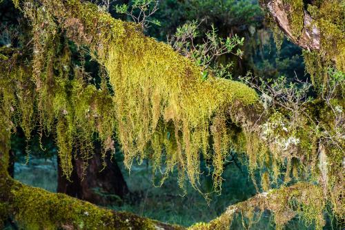 Close up of mosses hanging off a tree branch in a forest - Australian Stock Image