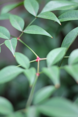 Close up of nandina plant stem - Australian Stock Image