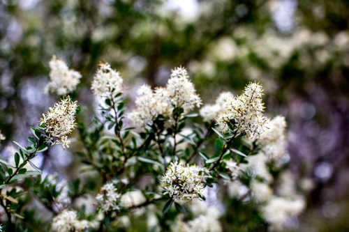 Close up of native shrubs in flower - Australian Stock Image