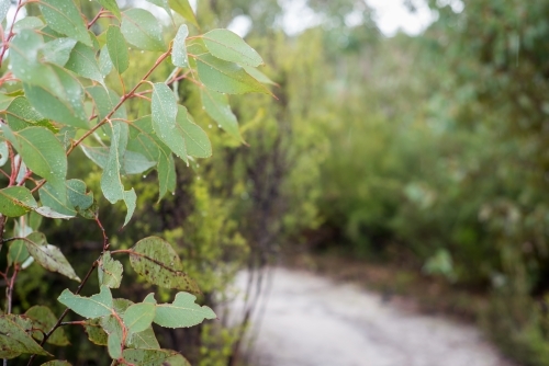 Close up of native trees along bush trail - Australian Stock Image