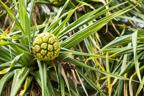 close up of pandanus with seedpod - Australian Stock Image