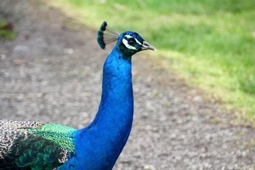Close up of peacock along path - Australian Stock Image