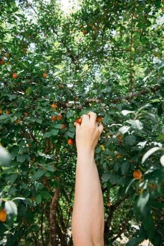 Close up of person hand picking fruit