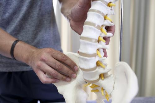 Close up of physiotherapist holding model of spine - Australian Stock Image