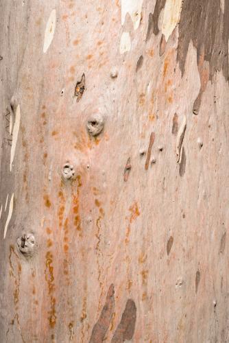 Close up of pink and orange new bark on gum tree trunk - Australian Stock Image