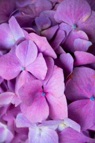 Close up of pink hydrangea flower macro - Australian Stock Image