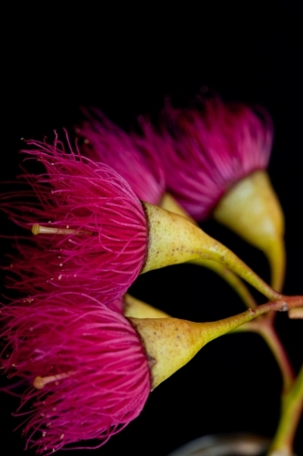 Close up of pink iron bark (eucalyptus) flowers - Australian Stock Image