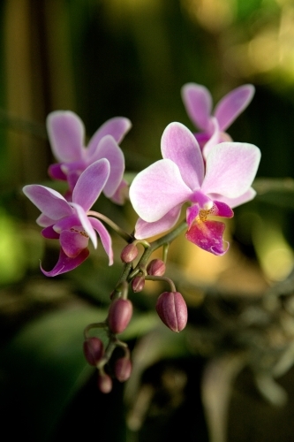 Close up of pink orchids - Australian Stock Image