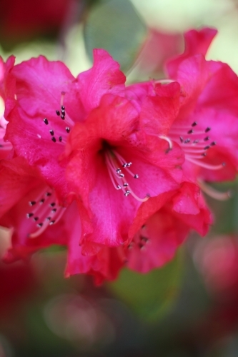 Close up of pink rhododendron in flower - Australian Stock Image